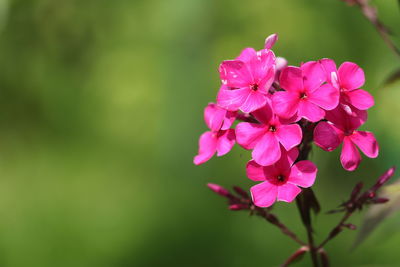 Close-up of pink flowering plant