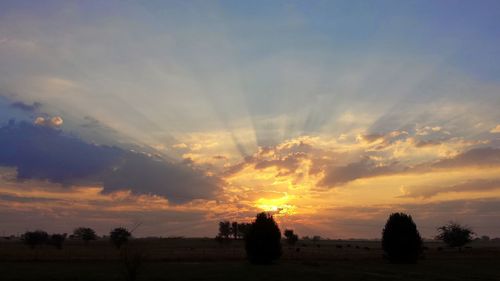 Silhouette trees on field against sky during sunset