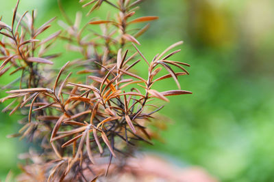 Close-up of plant