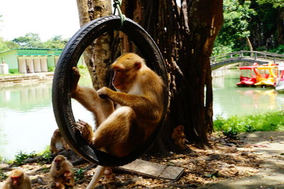 Monkey sitting on rubber ring