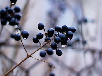 Close-up of berries growing on tree