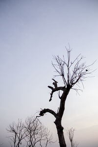 Low angle view of bare tree against clear sky