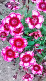 High angle view of pink flowering plants