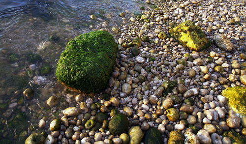 Close-up of fresh green water
