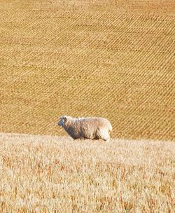 View of sheep on field