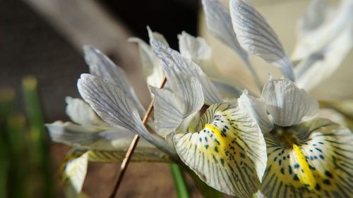 Close-up of white flowers