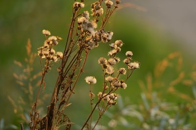 plant