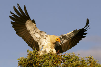 Low angle view of eagle flying against clear sky