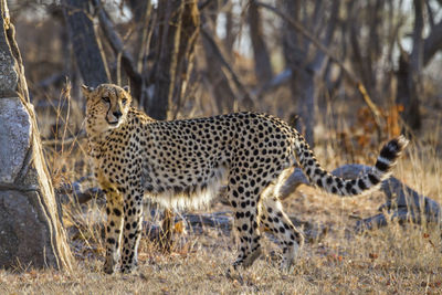 Full length of a cat