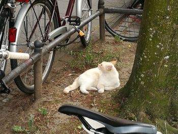 Cat on bicycle by grass