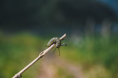 Little worm hold by a stick