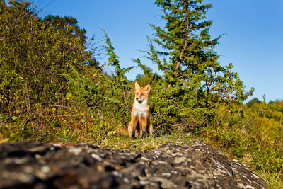 Fox sitting on rock by trees against clear blue sky