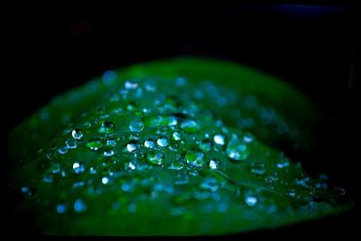 Close-up of water drops on leaf