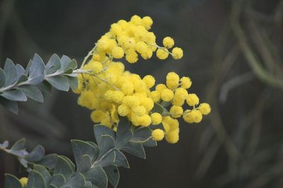 Close-up of yellow flowers growing on plant