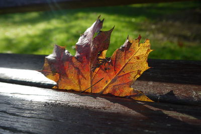 Close-up of maple leaf on wood