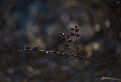 Close-up of berries growing on tree