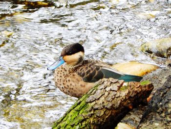 Close-up of duck swimming in lake