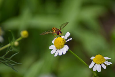 Close-up of butterfly pollinating on flower