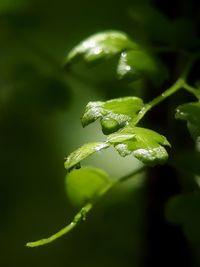 Close-up of raindrops on plant