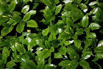 Full frame shot of plants