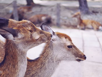 Close-up of deer