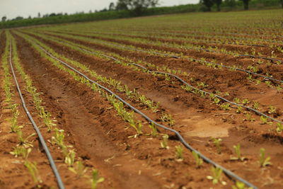 Plants growing on agricultural field