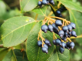 Close-up of berries growing on tree