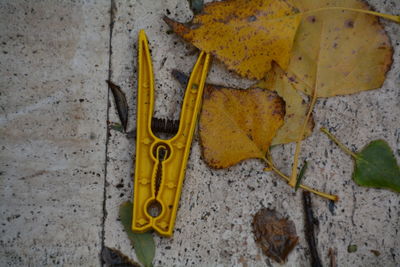 Close-up of dry leaves on ground