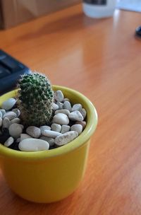 High angle view of succulent plant on table