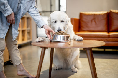 Low section of man with dog