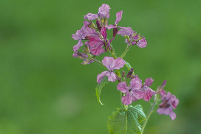 Close-up of pink flowers blooming outdoors