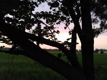 Silhouette tree on field against sky at sunset