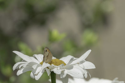 Close-up of insect on white flower