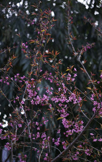 Close-up of leaves on tree