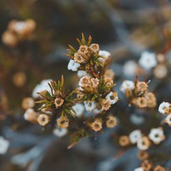 Close-up of white flowering plant