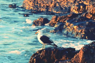 Seagull perching on rock by sea