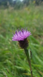 Close-up of pink flower