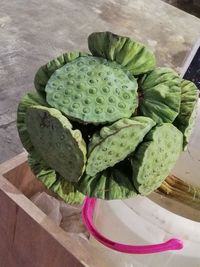 High angle view of succulent plant on table