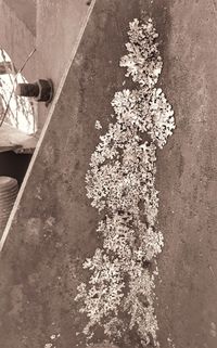 Low section of man on flower