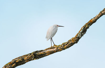 Great white heron on a branch