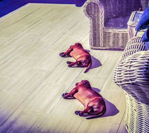 High angle view of dog resting on floor at home