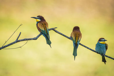 Low angle view of bird perching on branch