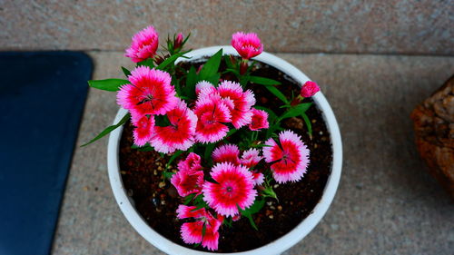 High angle view of pink potted plant