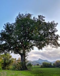 Trees on field against sky