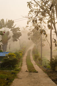 Road amidst trees and plants against sky