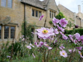 Close-up of pink flowering plant against building