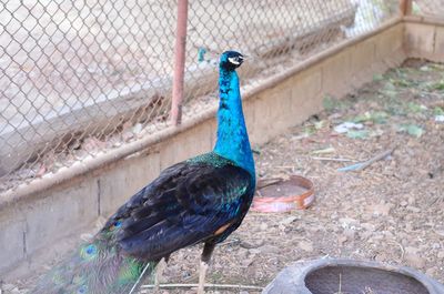 Close-up of a peacock