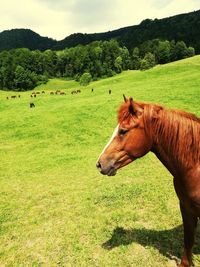 Horse grazing on field against mountain