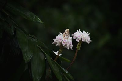 Close-up of flowering plant