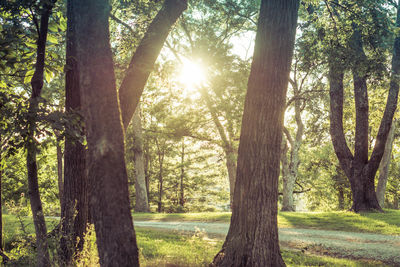 Sun shining through trees in forest